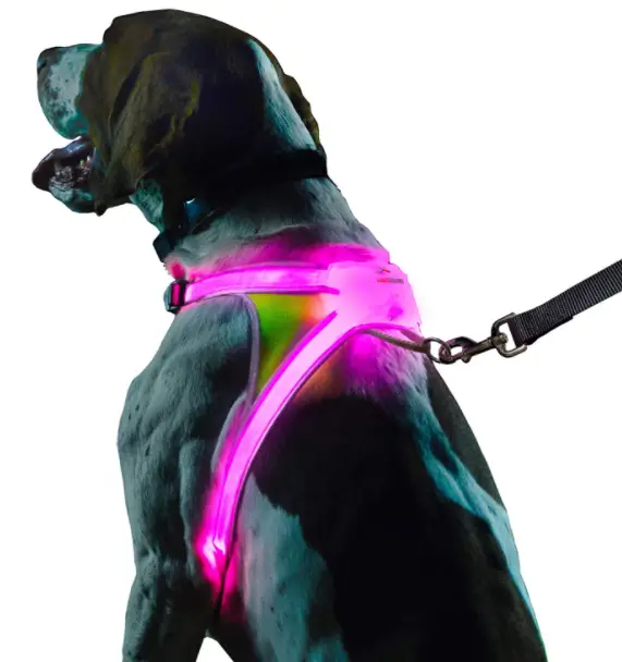 National Walk Your Dog Week Dog wearing Noxgear Lighted Harness