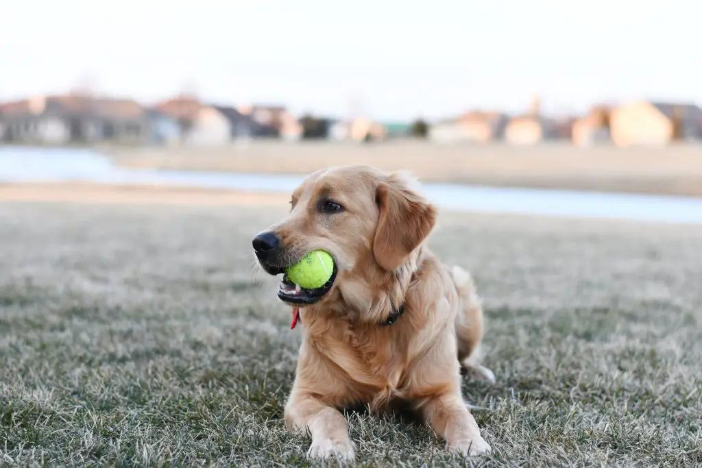 Best Tennis Balls Labrador with a ball in its mouth