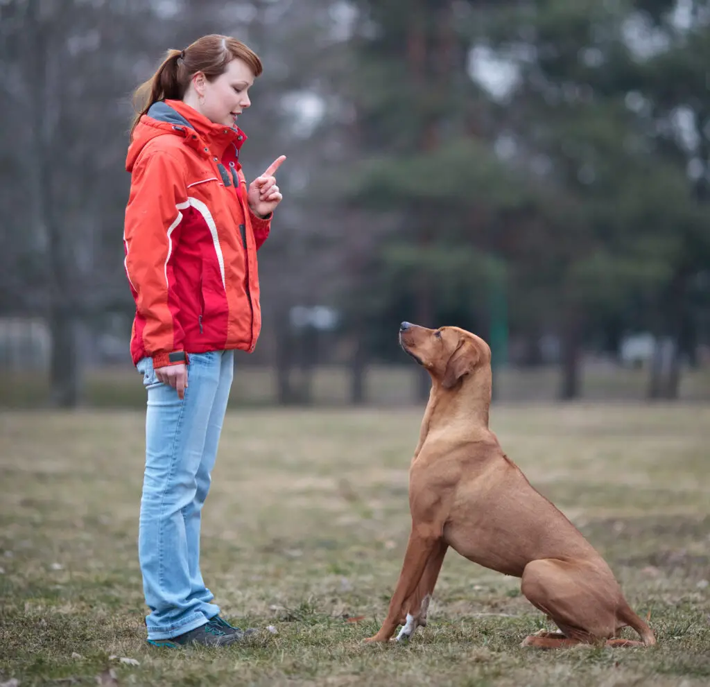 Woman training dog with dog watching her intently