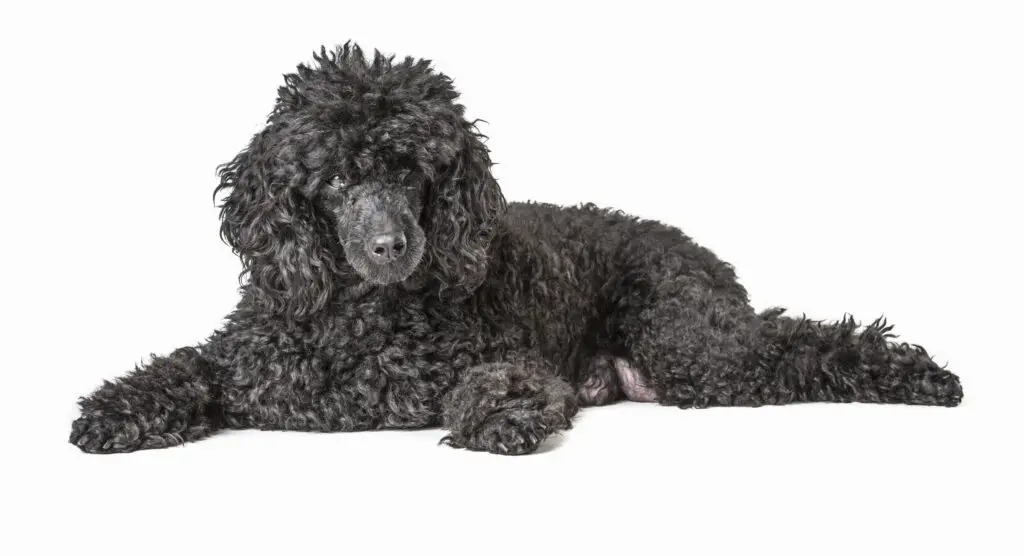 Black Goldendoodle Pet Parent the standard sized Black Poodle