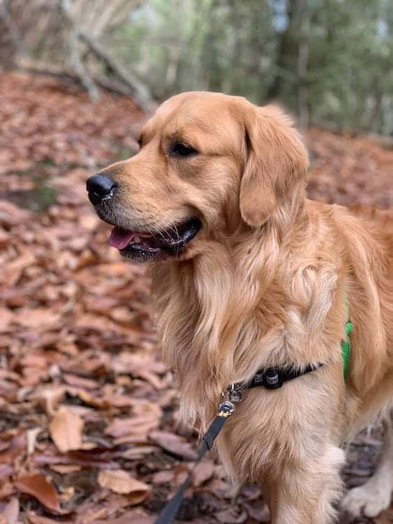 Golden Retriever In the woods