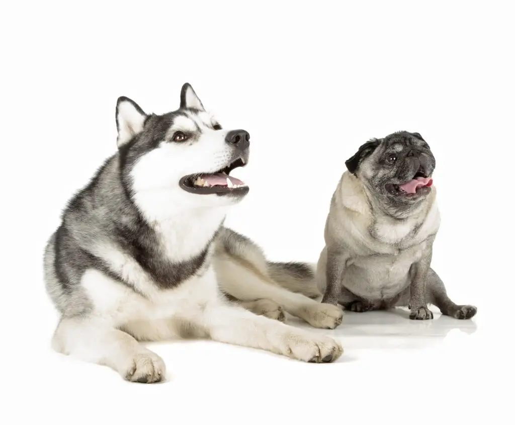 Husky Pug Mix pet parents Siberian Husky and Pug sitting next to each other.