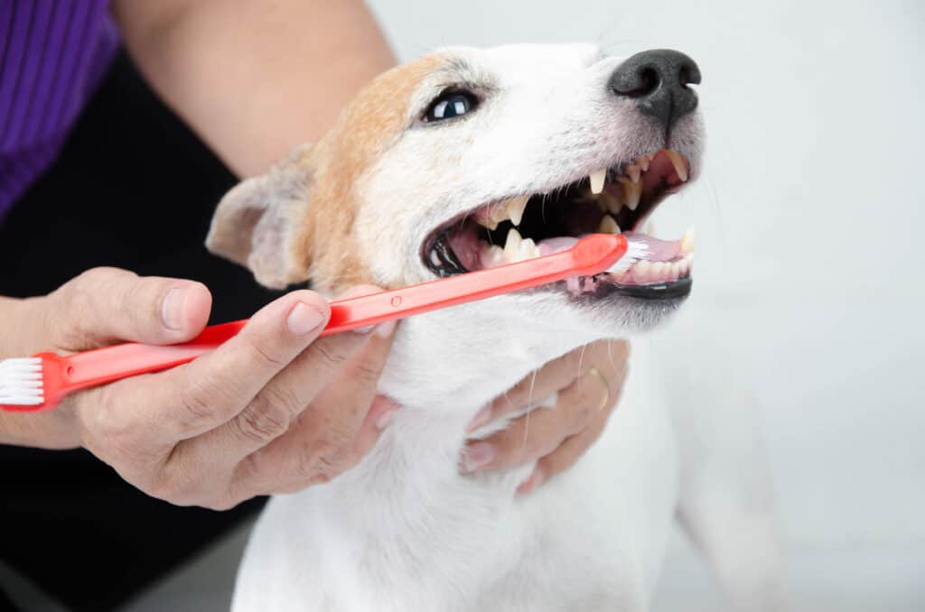 National Responsible Dog Ownership Month getting teeth brushed