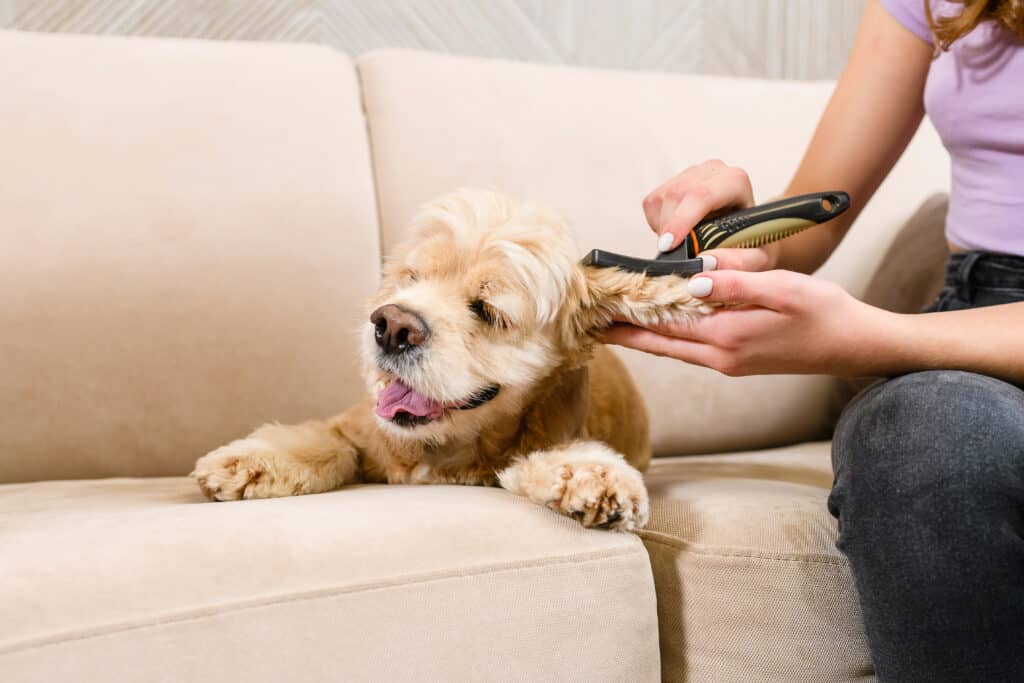 National Responsible Dog Ownership Month owner brushing dog