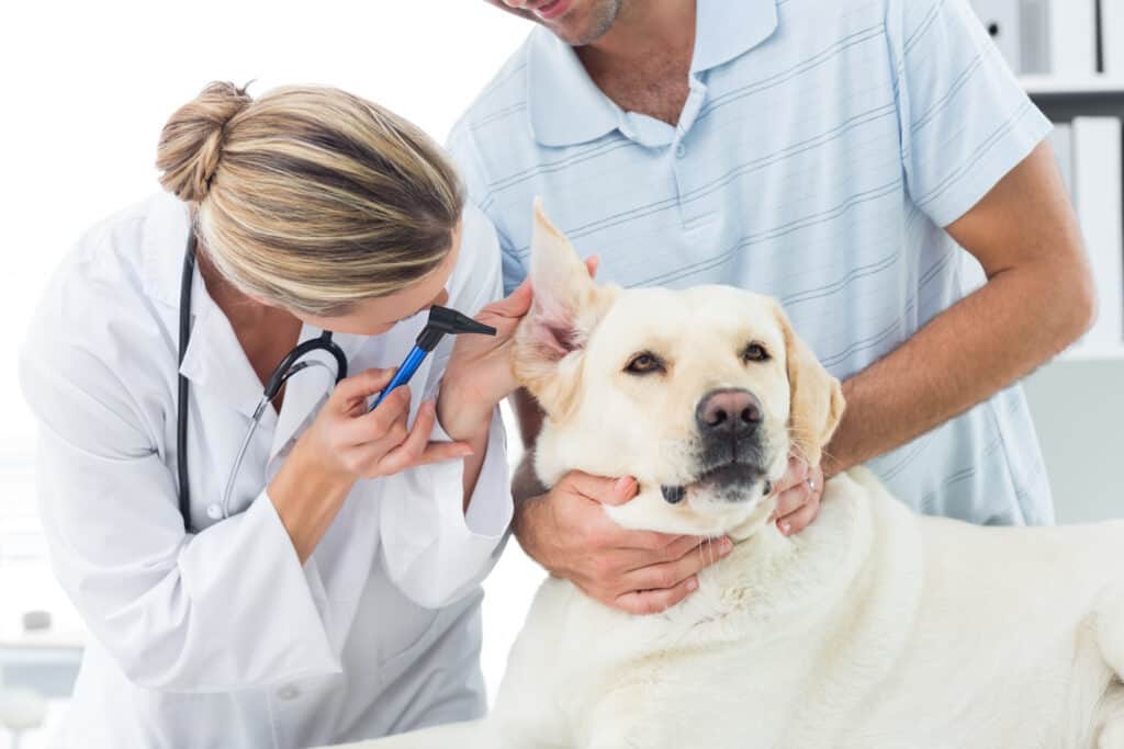 National Responsible Dog Ownership Month vet looking in the ear of her dog patient