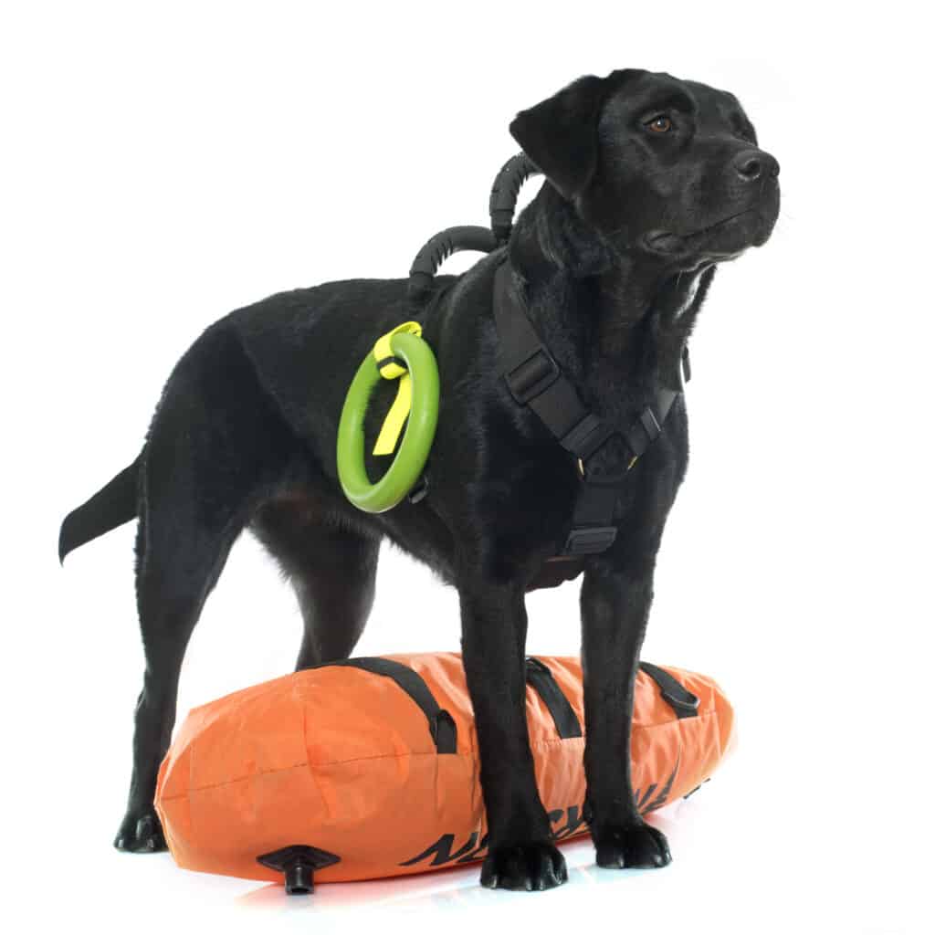 National Service Dog Month black lab with water rescue gear