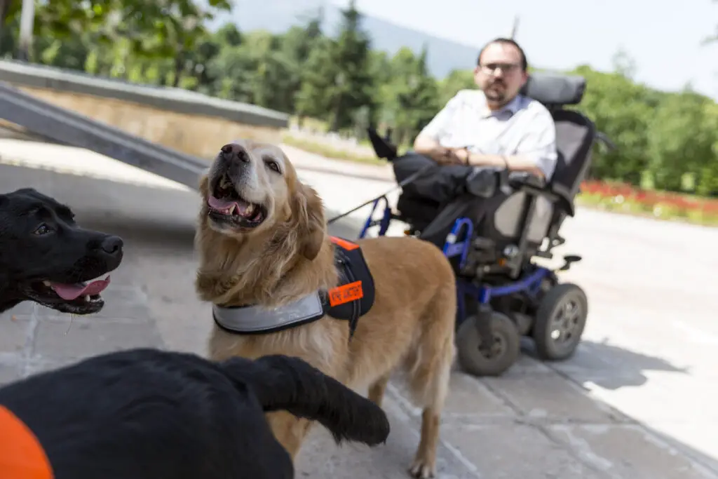National Service Dog Month dog on leash with man in wheel chair