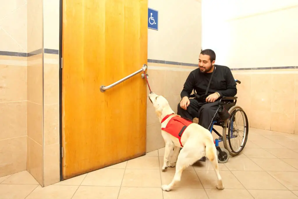 National Service Dog Month dog pulling strap on door helping a man in a wheelchair