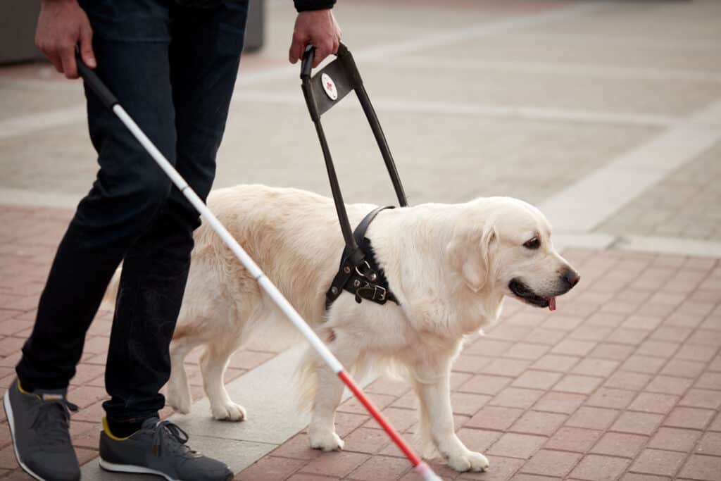 National Service Dog Month young blind man with stick and guide dog walking on street