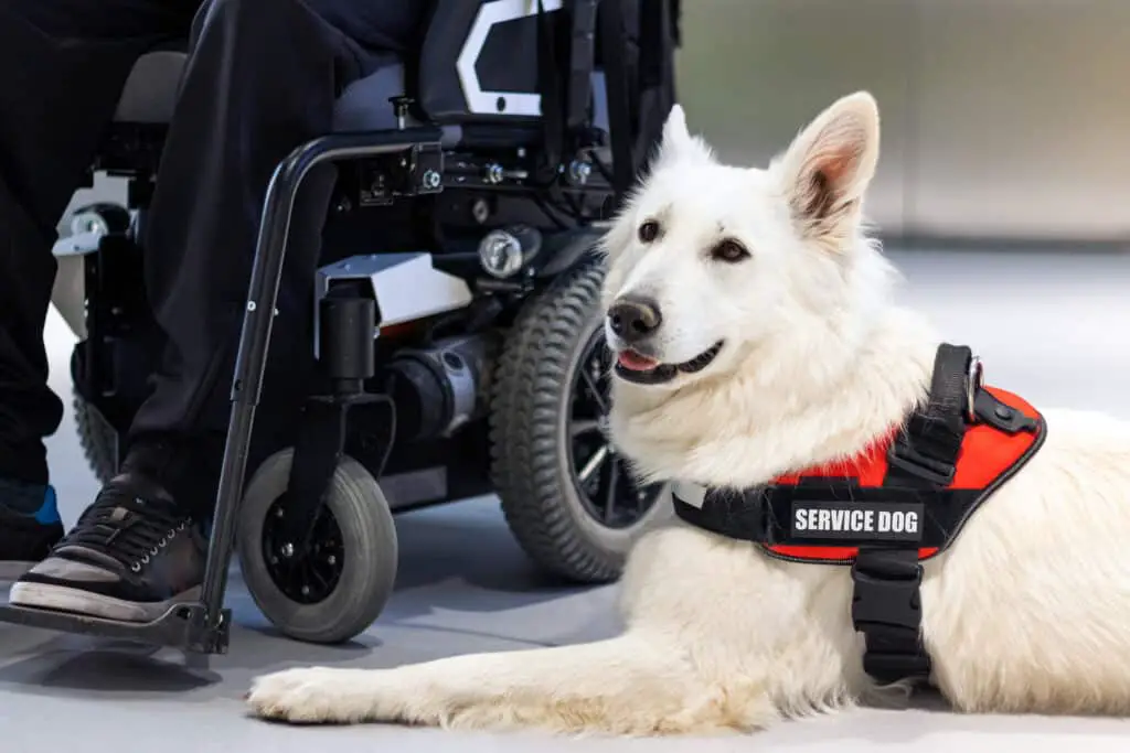 National Service Dog Month close up White German Shepherd laying on ground as a service dog to a man in a wheel chair