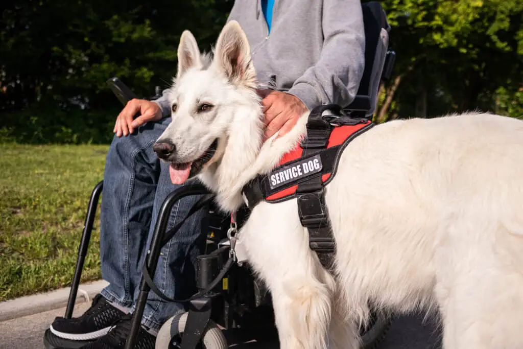 National Service Dog Month White German Shepherd as a service dog to a man in a wheel chair