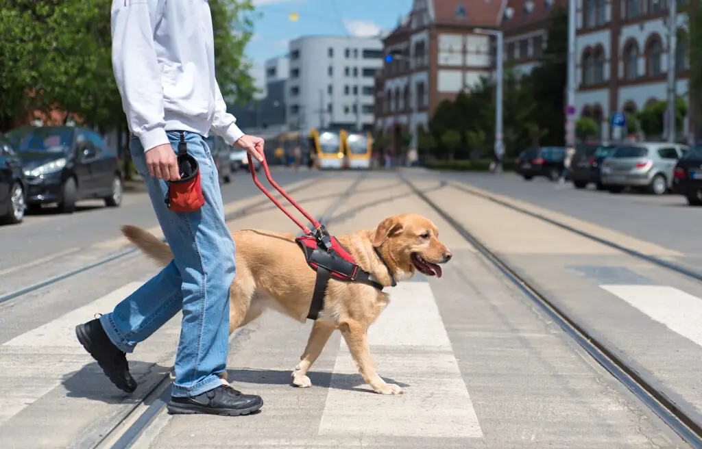 National Service Dog Month man training a guide dog for blind walking on a public street over train tracks