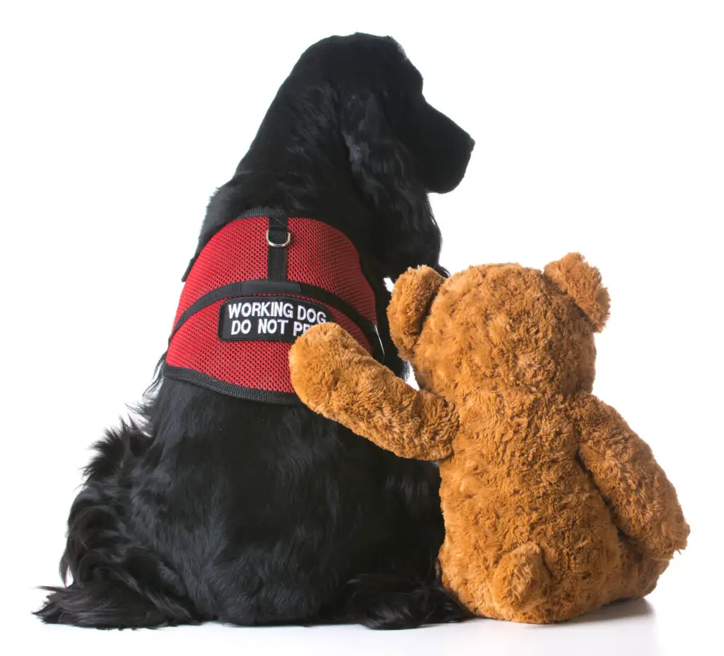 National Service Dog Month therapy dog sitting beside a teddy bear