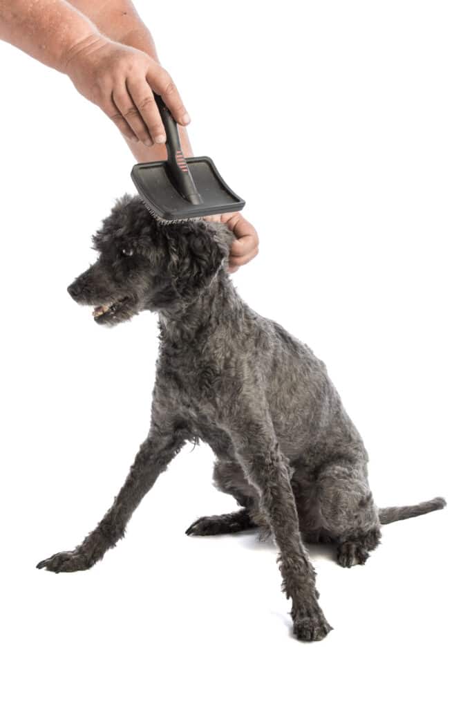 Best Dog Brushes for Short Hair poodle getting brushed