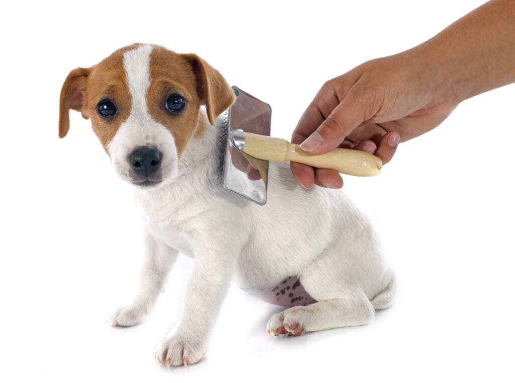 Best Dog Brushes for Short Hair Jack Russell puppy getting brushed
