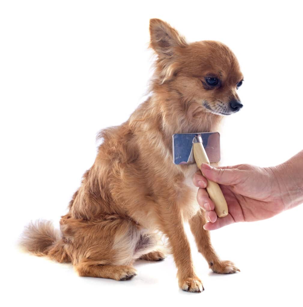 Best Dog Brushes for Short Hair old golden Chihuahua getting brushed.