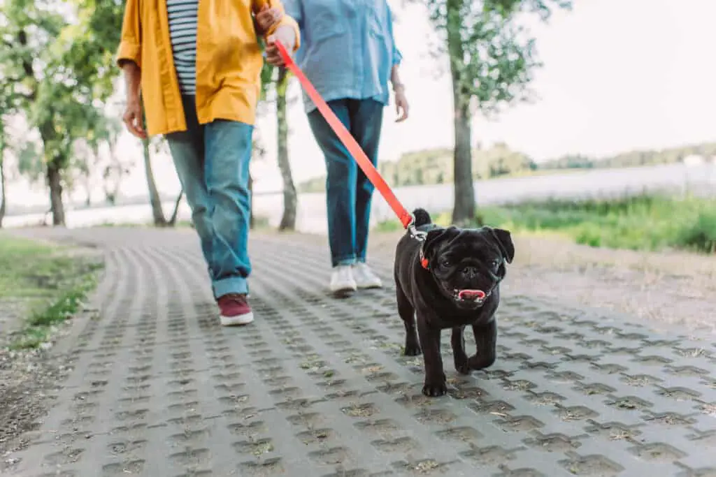 National Walk Your Dog Week Couple Walking Black Pug