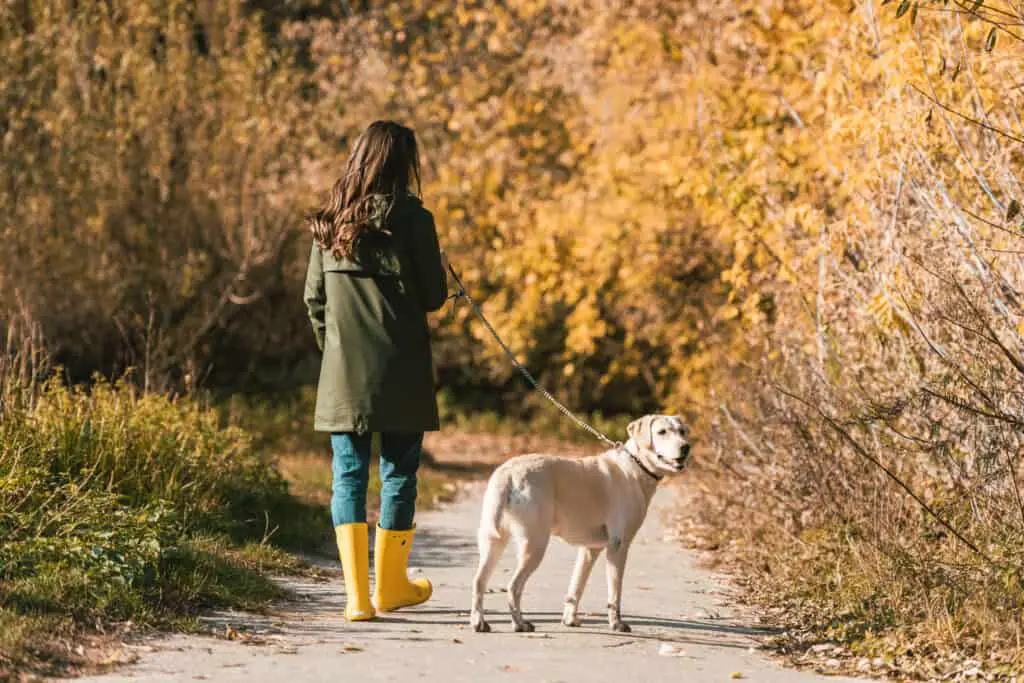 National Walk Your Dog Week Woman in yellow boots walking dog on path in autumn