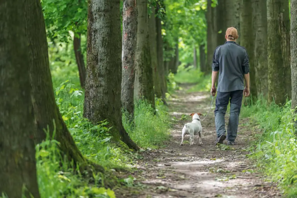 National Walk Your Dog Week man walking dog on a path in the woods.