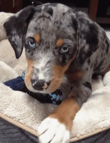 Australian Shepherd Mix with Beagle Puppy from Pinterest blue eyes, beagle face and body shape with black and gray dots on fur.