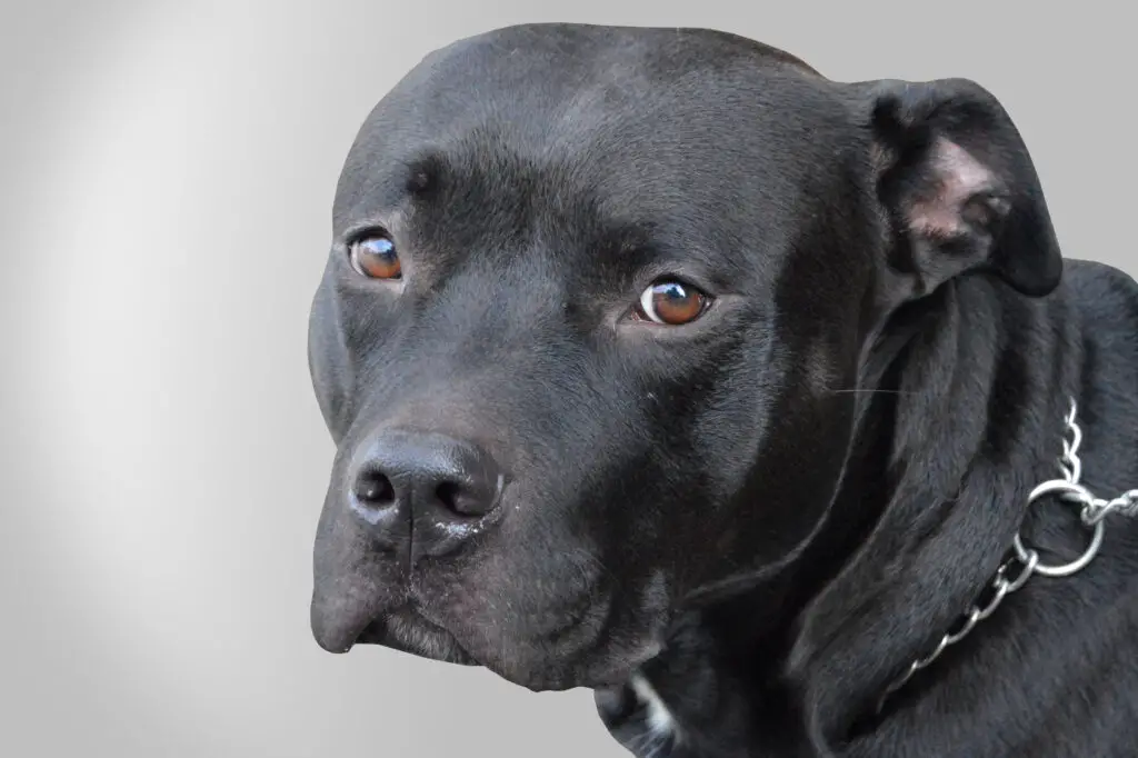 Black Pitbull looking back at camera