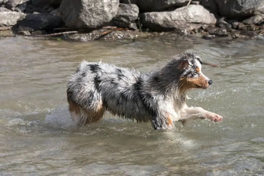Blue Merle Australian Shepherd running in a river