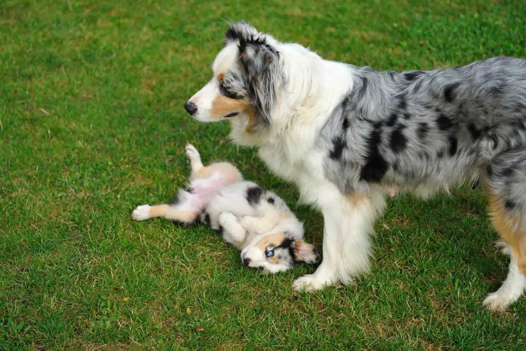 Blue Merle Australian Shepherd with her puppy laying on it's back