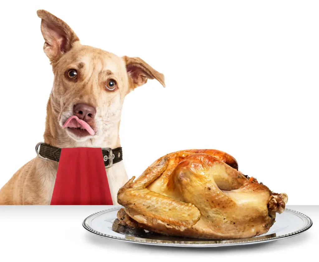 Can dogs eat ham with a hungry dog licking it's chops ready to dig into a turkey.