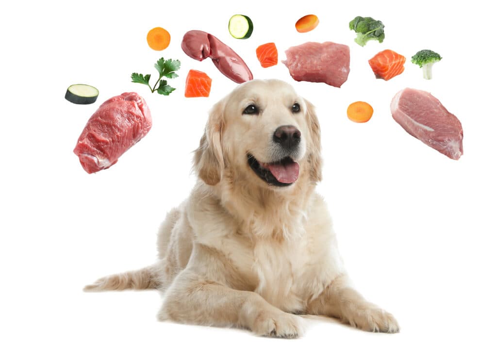 Can dogs eat ham Cute Golden Retriever dog on white background with meat, fruits and vegetables floating around him.