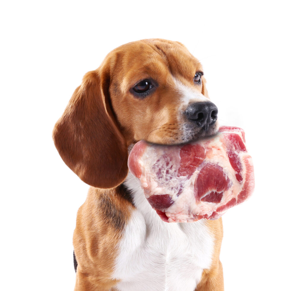 Can dogs eat ham Beagle holding a piece of ham in it's mouth.