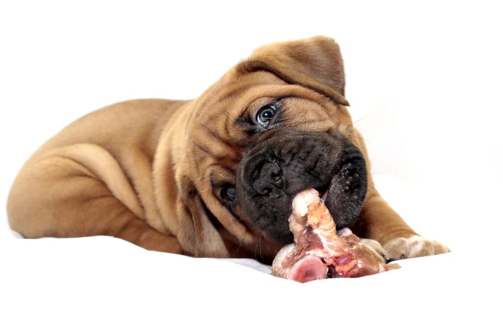 Can dogs eat ham? Puppy chewing on ham bone.