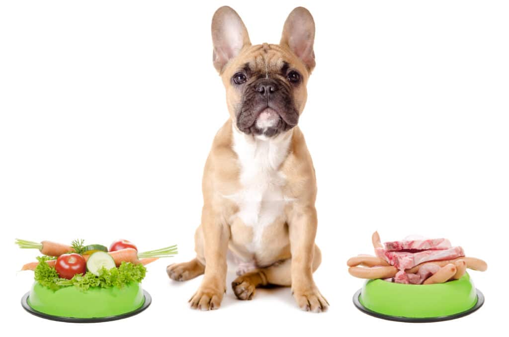 Can dogs eat ham french bulldog sitting between a bowl of fruits and vegetables and a bowl full of meat.