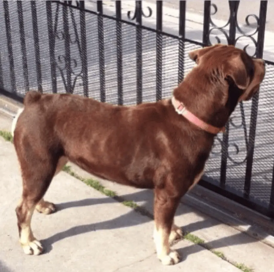 Red Rottweiler from behind looking through fence showing off red coat