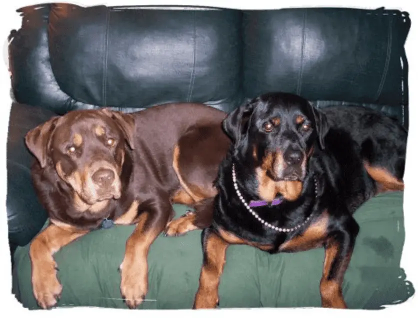 Red Rottweiler and Black Rottweiler on couch