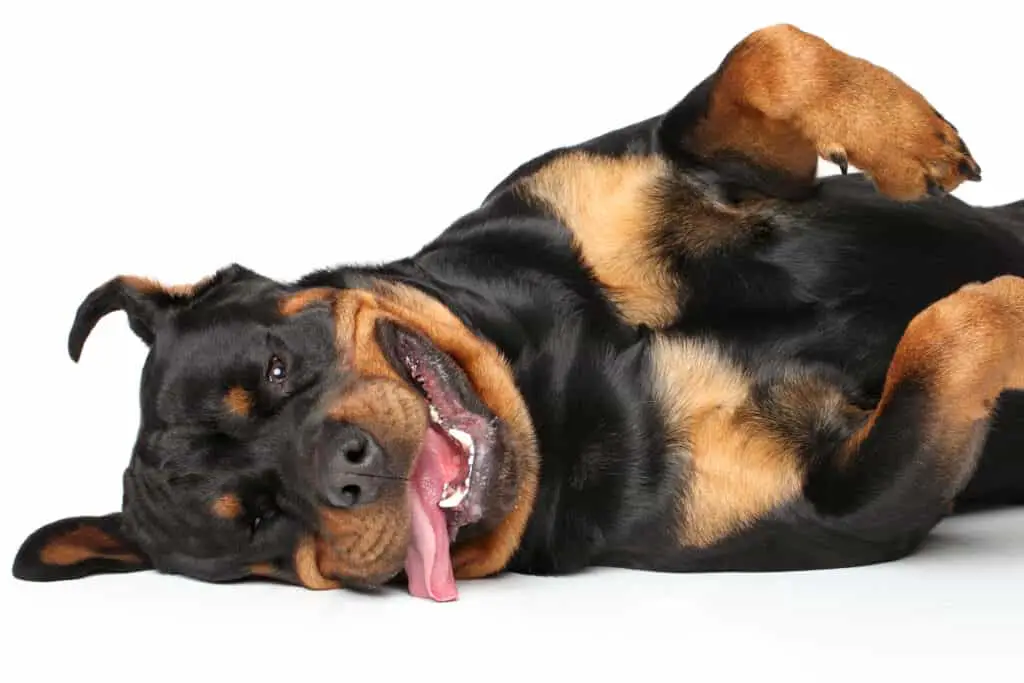 Rottweiler laying on its side with its tongue lolling out of its mouth.