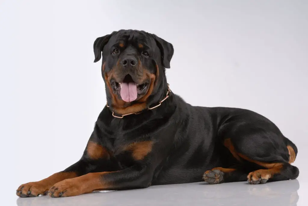 Rottweiler dog laying down with a gray background