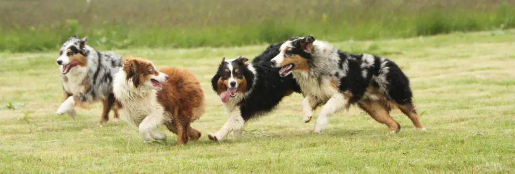 4 Different colored Australian Shepherds running on grass.