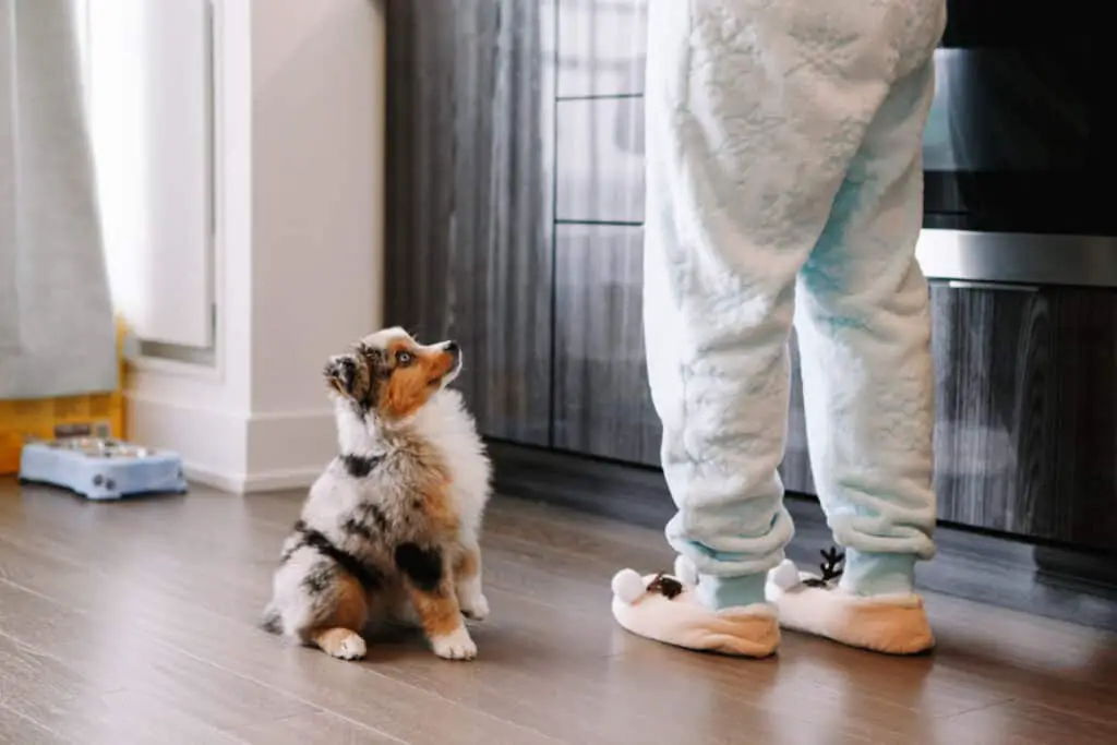 Australian shepherd puppy being trained by owner