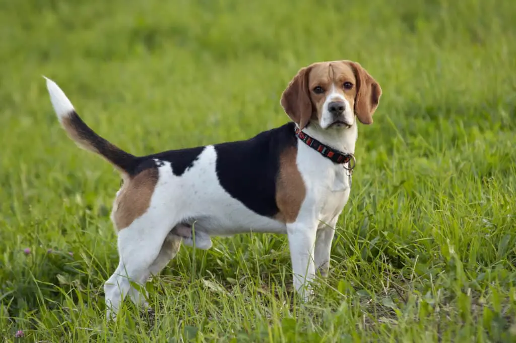 Beagle standing in grass