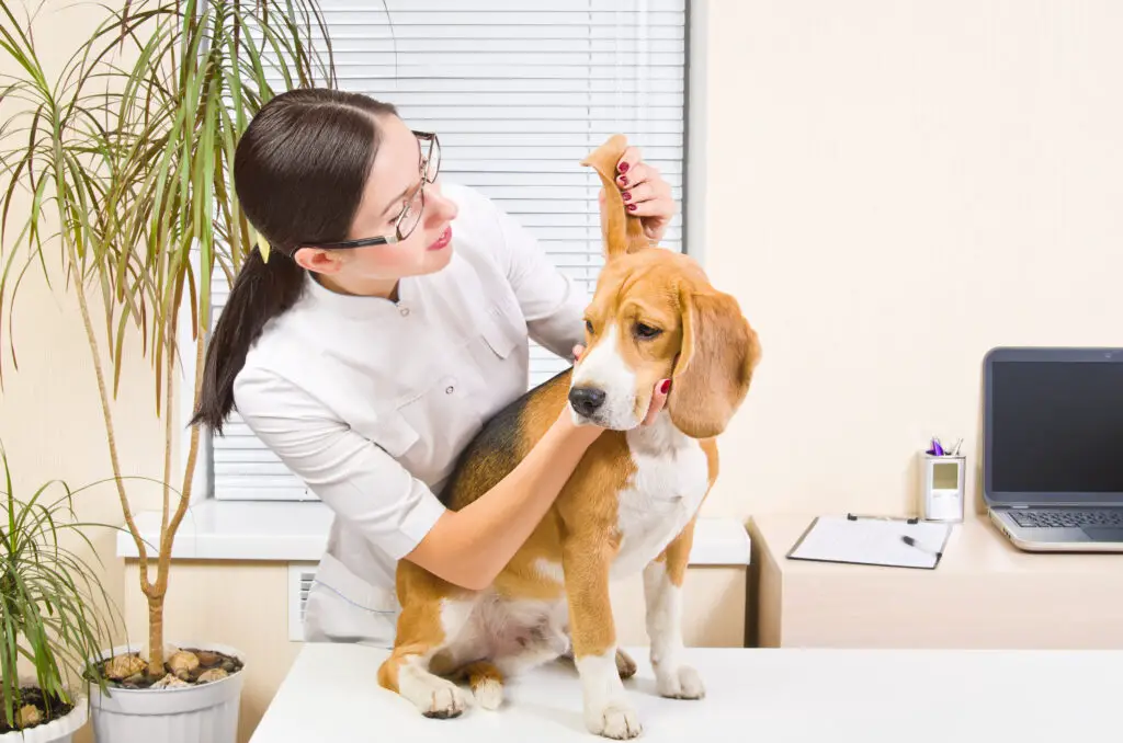 Beagle getting checked out by veterinarian