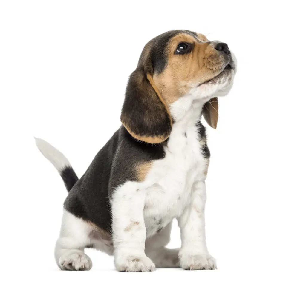 Beagle puppy howling, looking up, with white background