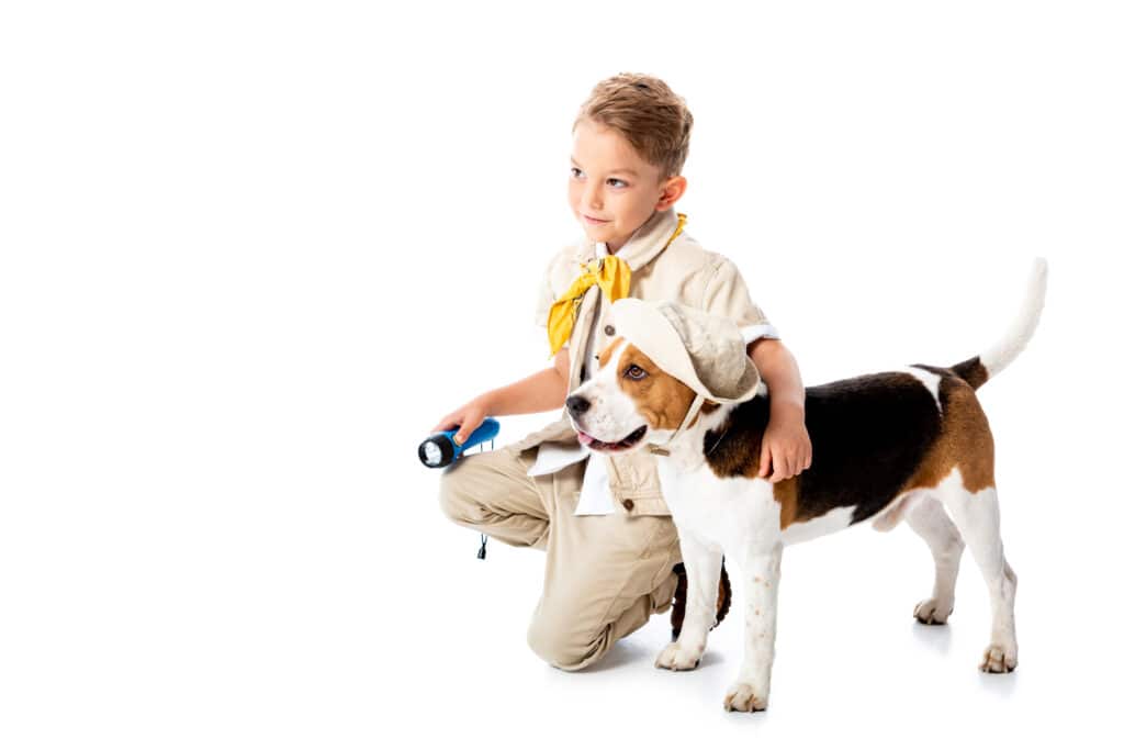 Beagle with a cute hat standing next to boy scout