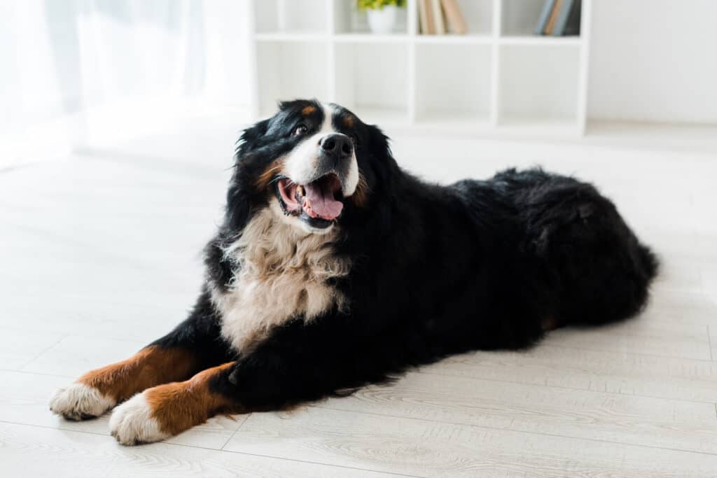 Bernese Mountain Dog lying on light colored wooden floor