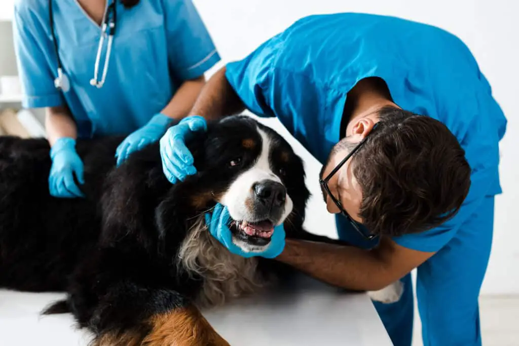 Bernese Mountain Dog getting examined by a vet