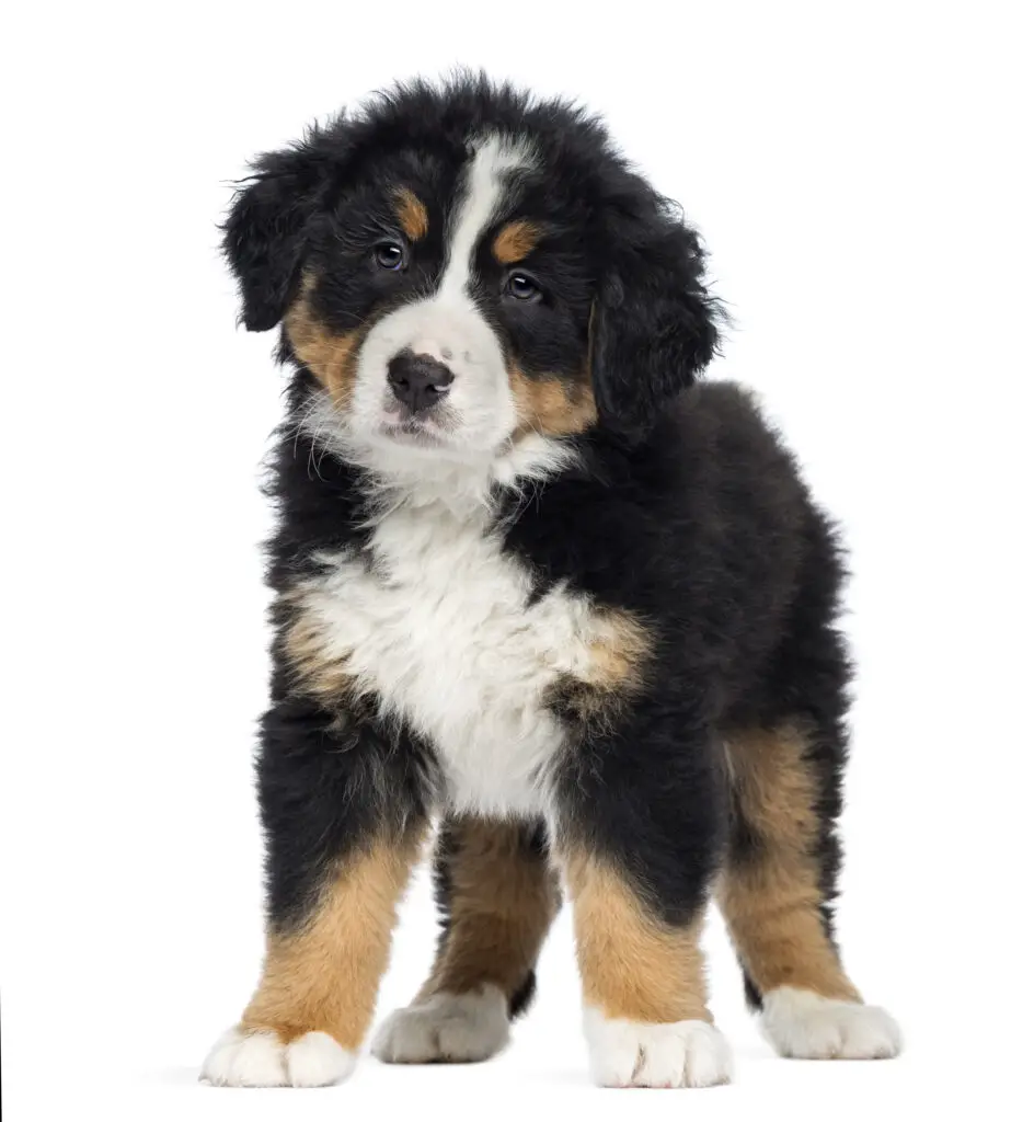 Bernese Mountain Dog Puppy,standing, isolated on white background