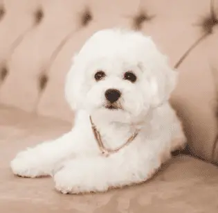 Bichon Frise sitting on plump couch with a gold necklace looking posh