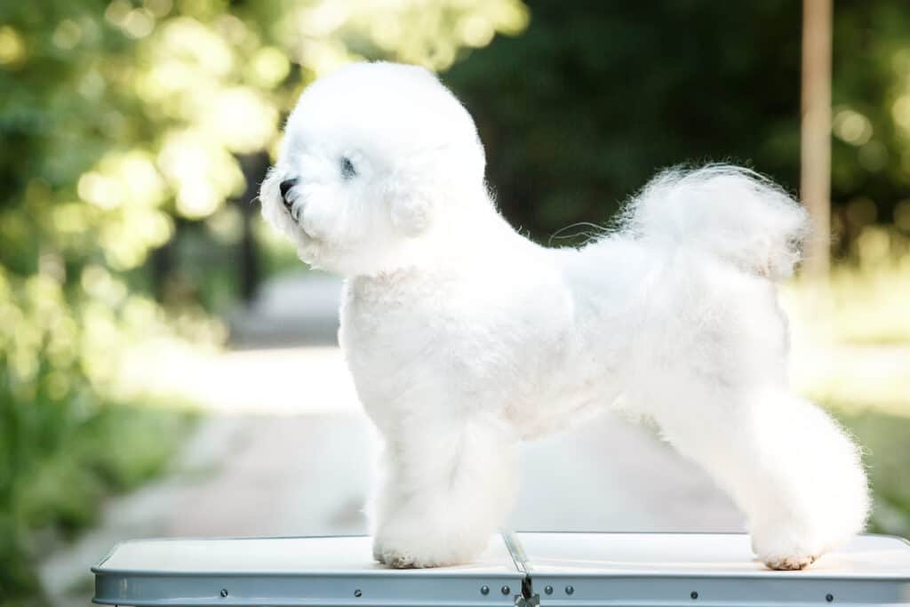 Bichon Frise standing on table in competition pose