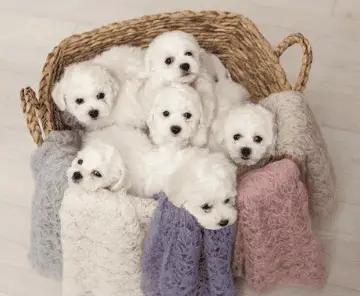 Basket full of Bichon Frise puppies