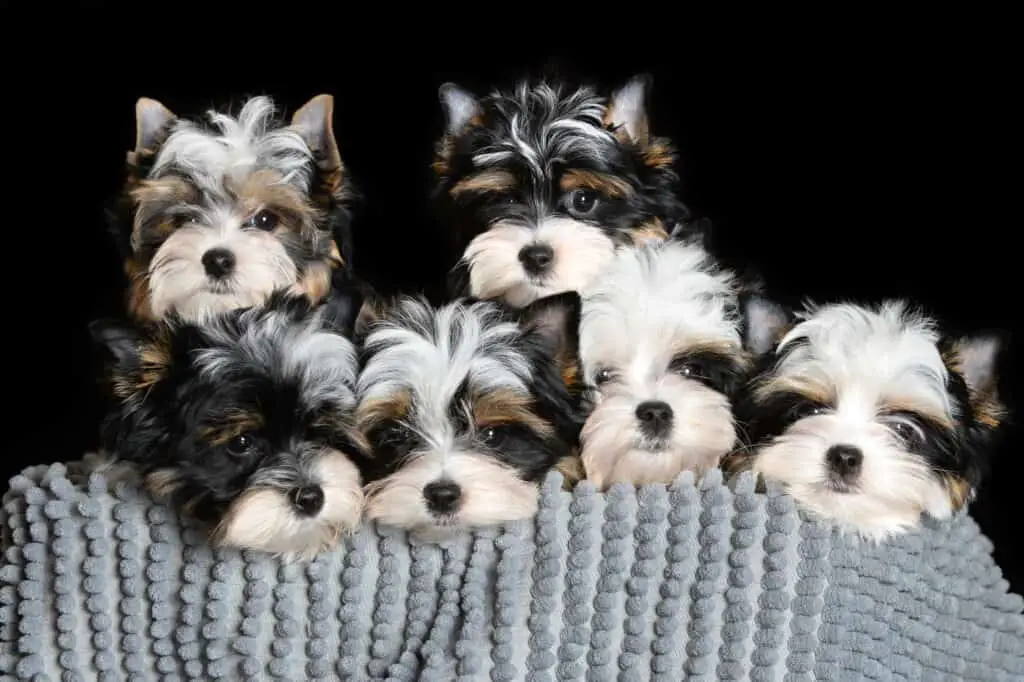 Biewer terrier puppies on black background