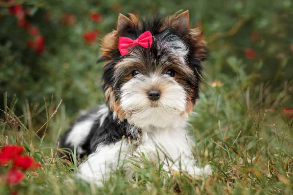 Biewer terrier with a red bow sitting on grass.